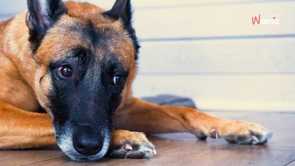 Il scotche le museau de son malinois pour ne pas déranger ses voisins : il est condamné par la justice