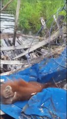 Seconds when an orangutan is electrocuted by high voltage electricity