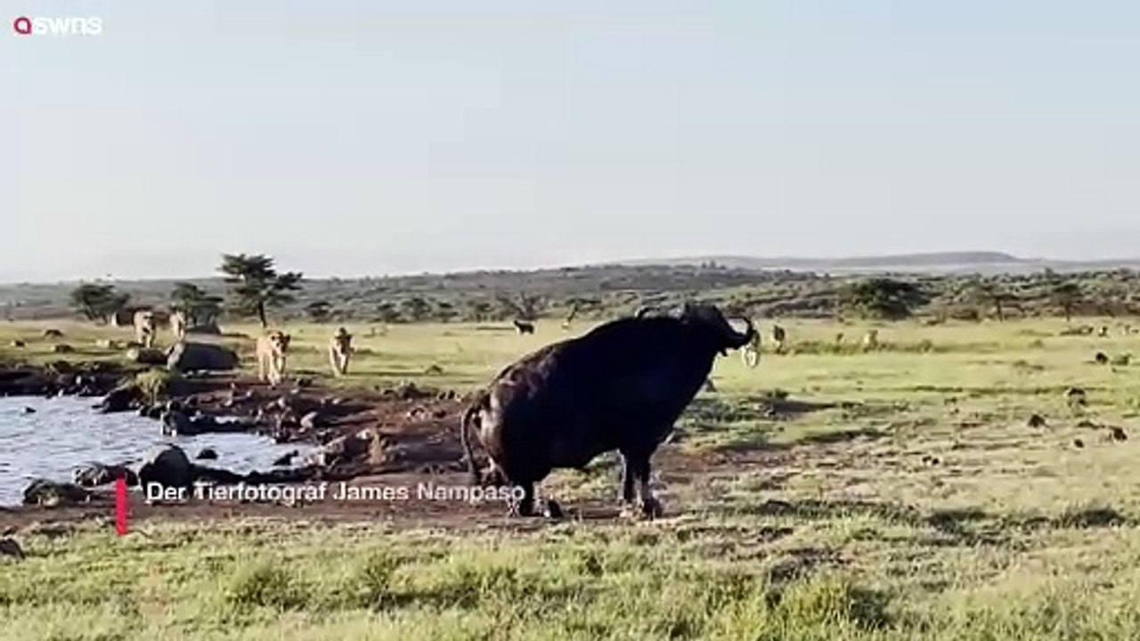 Wildtierfotograf fängt den Moment ein, in dem ein Löwe von einem Büffel in die Luft geschleudert wird