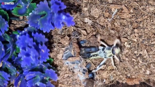 „Ich lebe mit über 1.000 Spinnen - ich helfe Menschen, ihre Ängste zu überwinden“