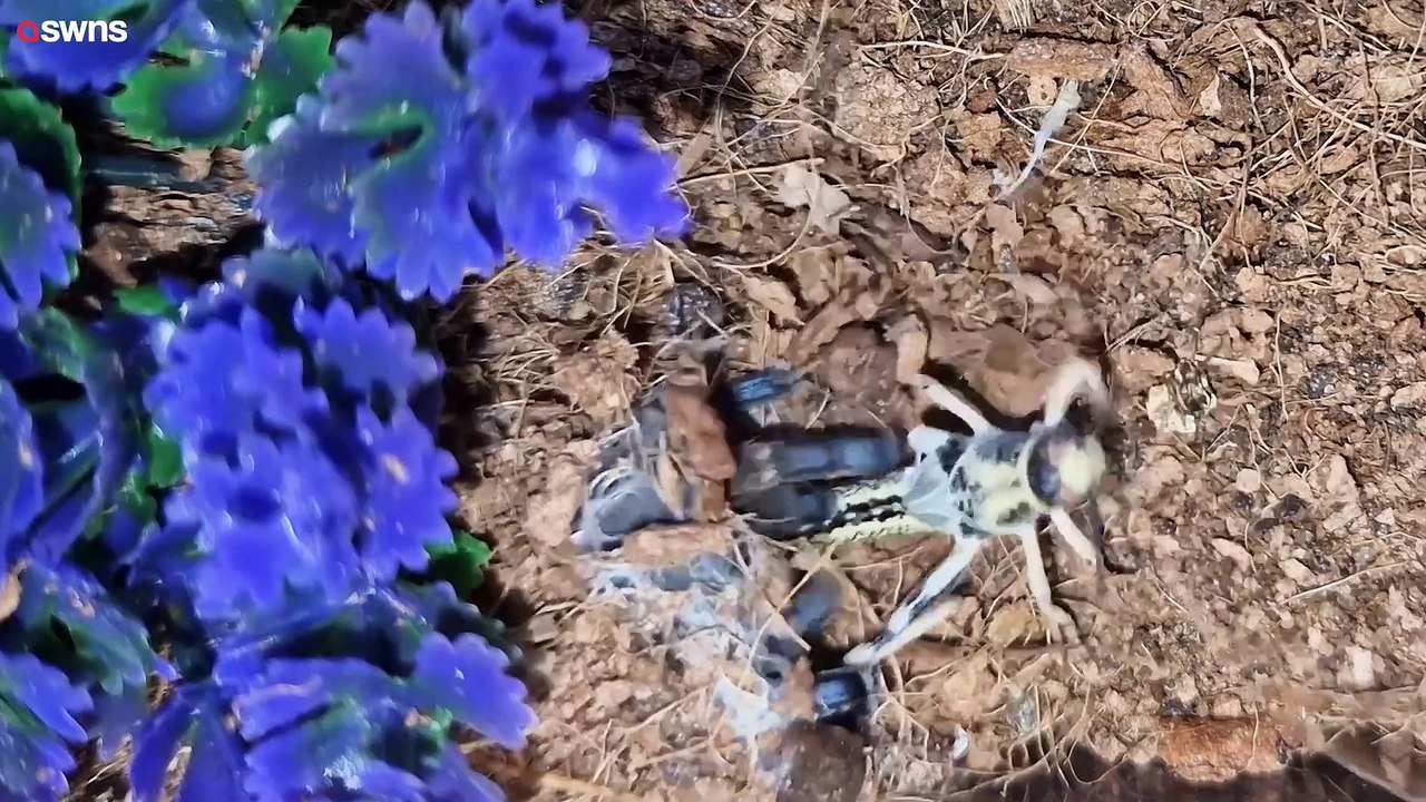 „Ich lebe mit über 1.000 Spinnen - ich helfe Menschen, ihre Ängste zu überwinden“