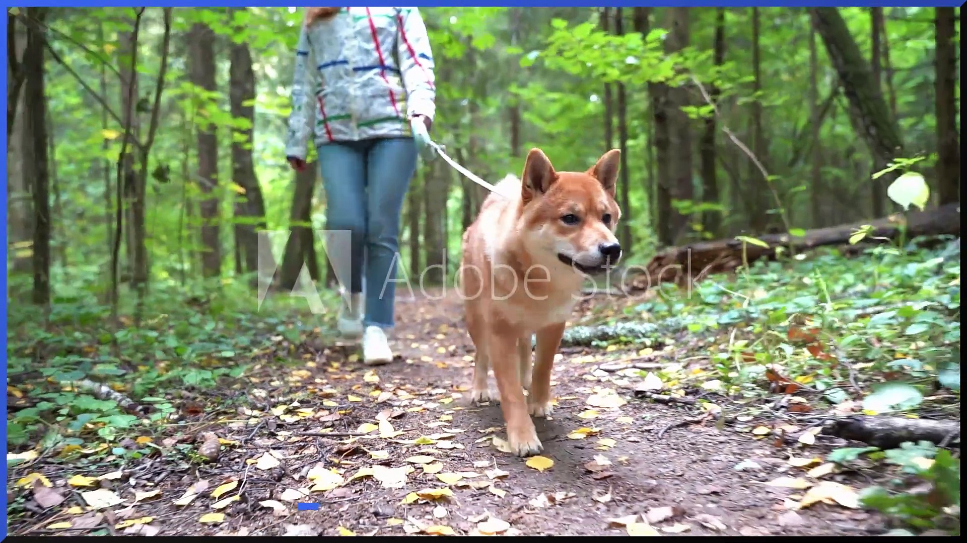 Shiba Inu How To Walk My Puppy Get Nylon Dog Harness| Best Pulling