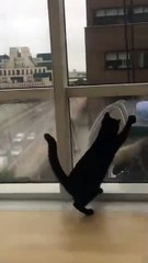 Cat Plays with Window Washer.