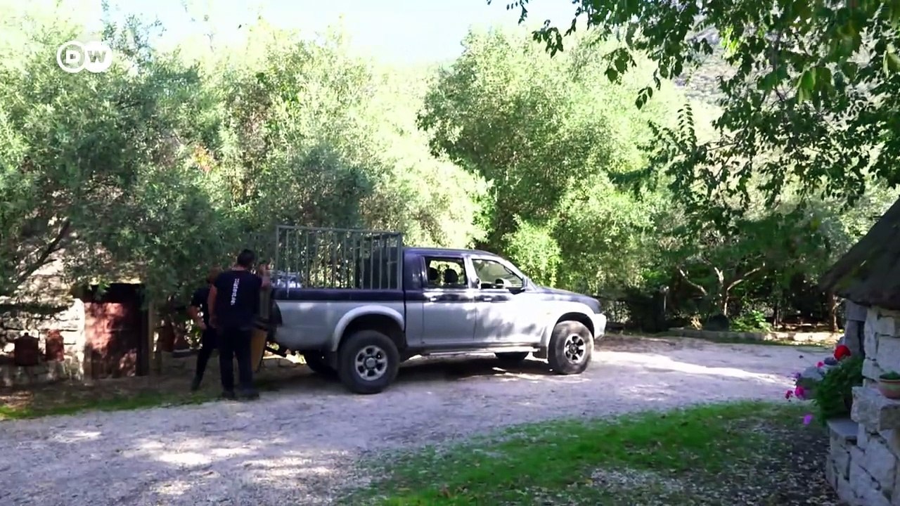 Casu Marzu: Der gefährlichste Käse der Welt