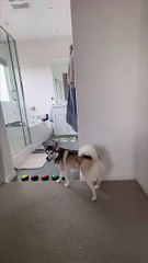 Sapphie the pomsky reacts to her baby brother crying (2)