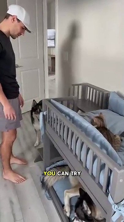 My kitten stole my dogs top bunk! #dog #dogs #cat #cats #husky #huskies #cute