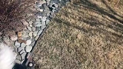 Husky Puppies Meet Their Dad (1)