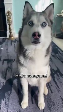 My husky shares some motivational words! ￼#husky #huskylovers #cutedogs #dogshorts #doglovers #dogs