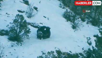 Anne ve Yavru Ayıların Kar Oyunları Fotokapana Yansıdı