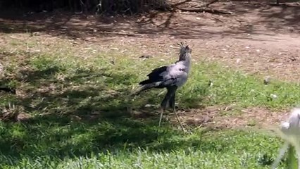 Why Are These Beautiful Birds Called ‘Stompers’?