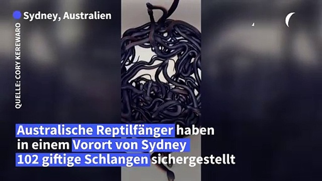 102 Giftschlangen in Garten bei Sydney entdeckt