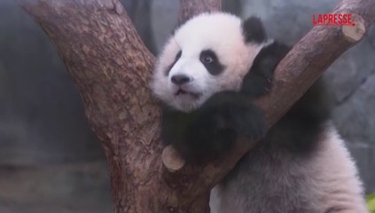 Hong Kong, i panda si preparano al debutto in pubblico