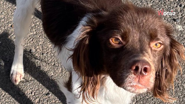 Auvergne-Rhône-Alpes : leur chien fugue de leur jardin, alors ils décident de l'enfermer dans un garage