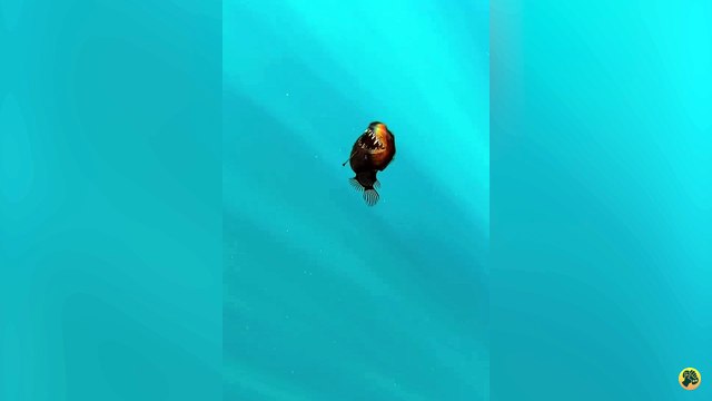 Encuentran un Diablo Negro en España: así es el pez abisal que nunca se había visto cerca de la superficie