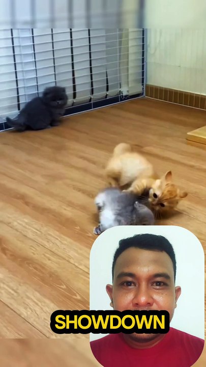 Le Combat de Chats le Plus Mignon