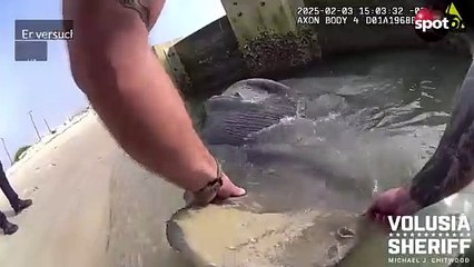 Polizist rettet riesigen Mondfisch