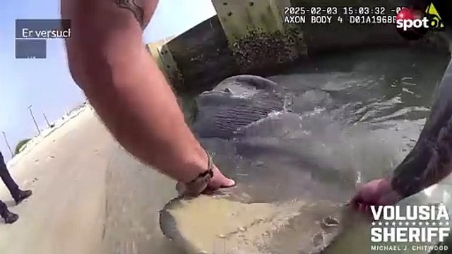 Polizist rettet riesigen Mondfisch