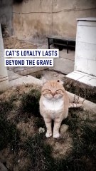 Cat’s loyalty lasts beyond the grave