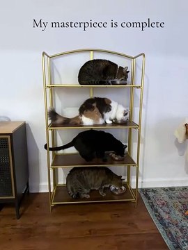 Cada gato no seu galho? Dono de quatro gatos conseguiu esta proeza