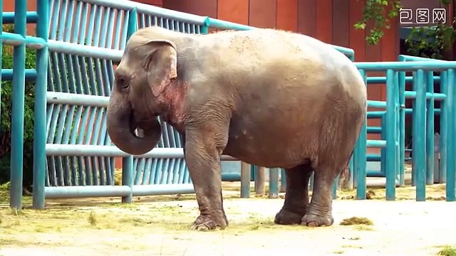 Wonderful Farm Animals : Rabbit, Goat, Cow, Chicken, Cat, Dog, Sheep, Elephant - Farm Animal Sounds