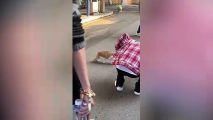 Cat freezes in the middle of busy street