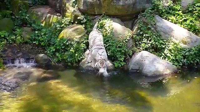 Farm Animal Compilation : Chicken, Duck, Sheep, Cow, Goat, Rabbit, Dog, Horse - Farm Animal Sounds