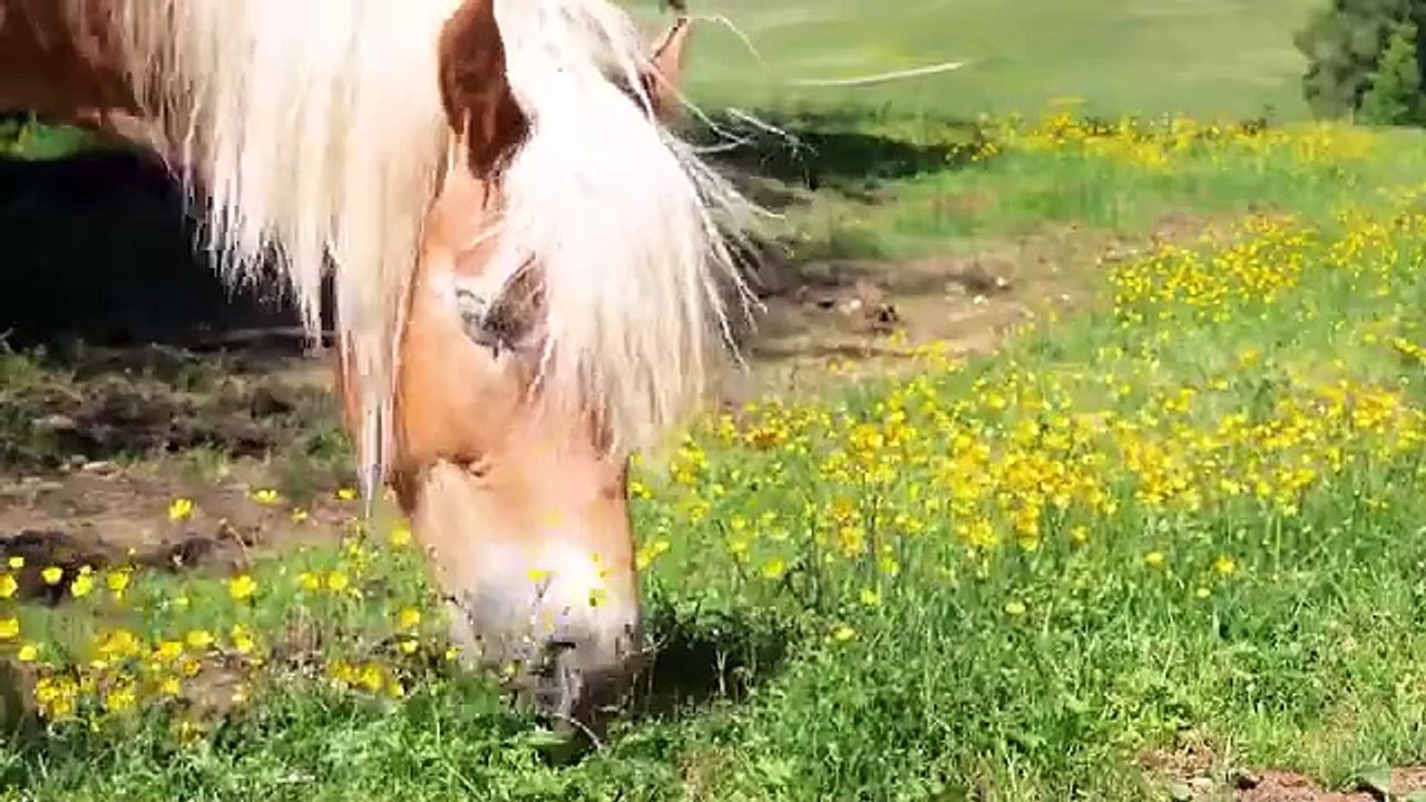 Mischievous Farm Animals : Cow, Cat, Chicken, Dog, Goat, Sheep, Rabbit, Duck - Farm Animal Sounds