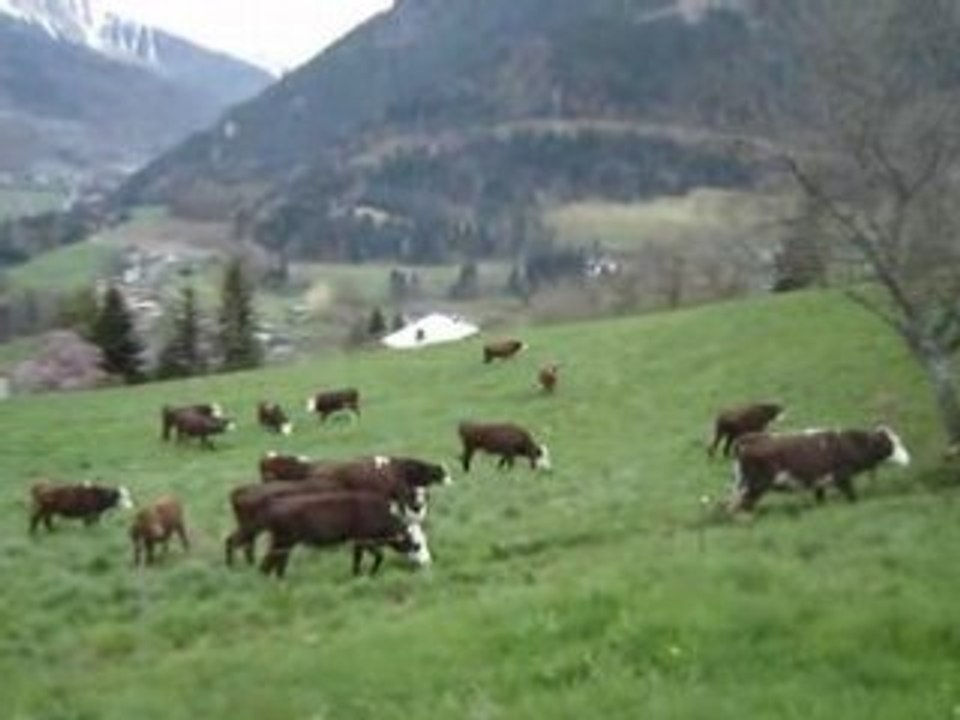 Mise en champs des génisses