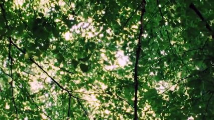 'Bambi: Una Aventura En El Bosque' - Tráiler Oficial