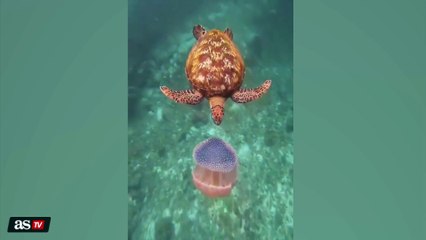 Es una secuencia difícil de imaginar: bestial lo que hace esta tortuga con una medusa