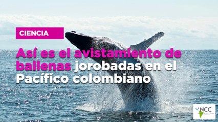 Así es el avistamiento de ballenas jorobadas en el Pacífico colombiano
