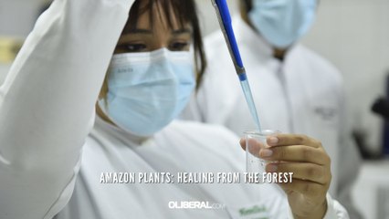 Amazon plants: healing from the forest
