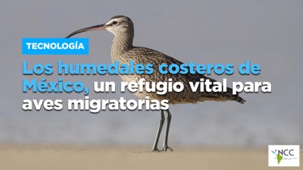 Los humedales costeros de México, un refugio vital para aves migratorias