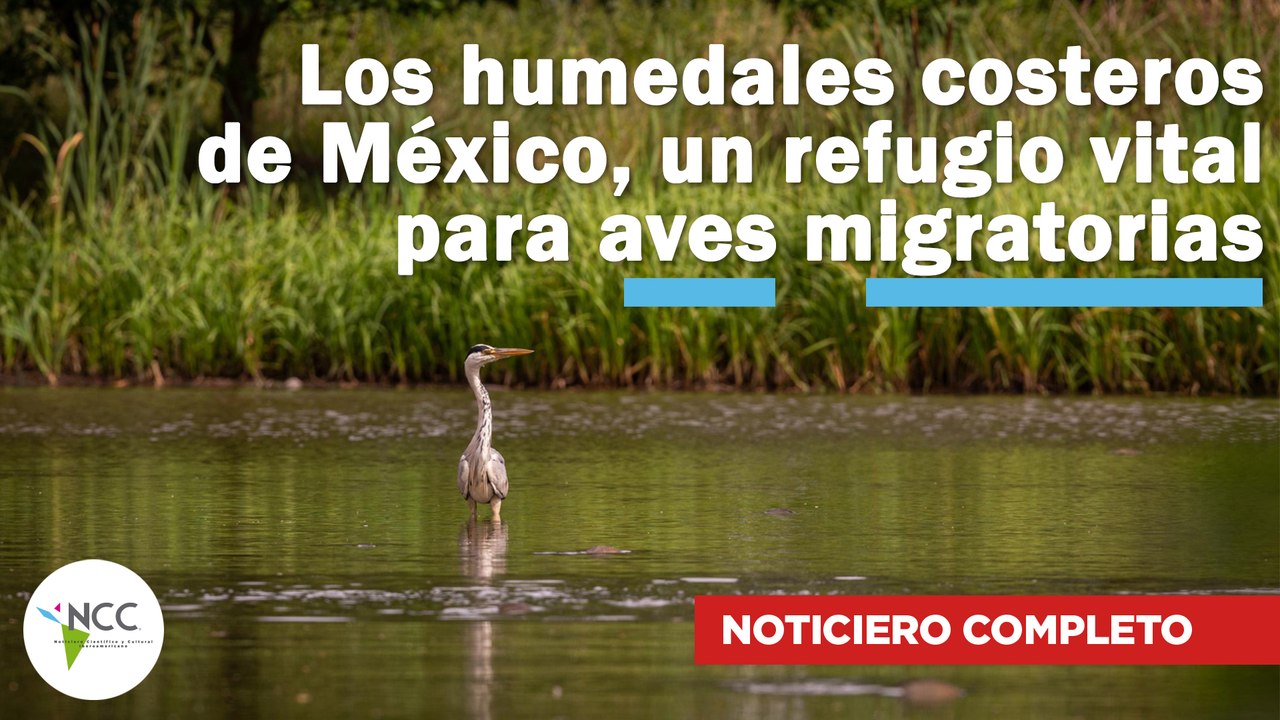 Los humedales costeros de México, un refugio vital para aves migratorias | 732 | 10-16 febrero 2025
