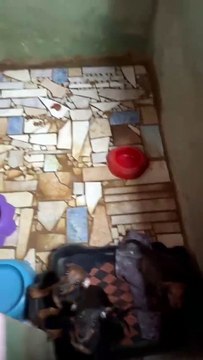 Polícia resgata mais de 130 cães vítimas de maus-tratos na Grande Curitiba