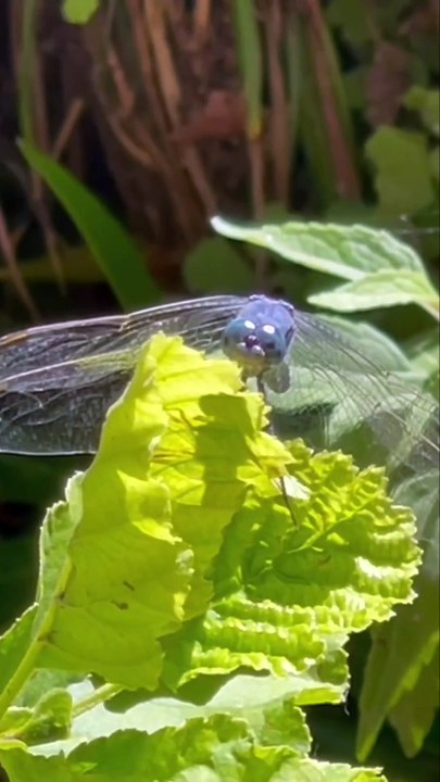 Die Faszination der Natur: Begegnungen mit dem Wasser🦋💧