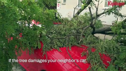 Trees That Falls Into Your Neighbor's Boundaries - Who Is Responsible