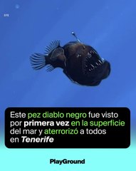 Peixe-diabo é avistado na superfície do mar em plena luz do dia