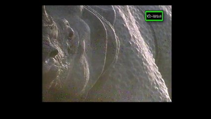 Salvajes y Peligrosos: Rino Patrulla - Documental (1999)- Español Latino - Episodio 2