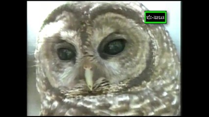 Sobrevivencia: El Búho y el Maderero - Documental (1990) - Español Latino