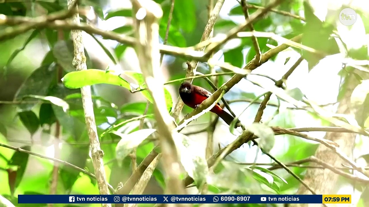 Mundo Verde: Panamá, santuario natural para el mundo