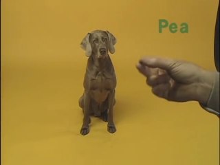 William Wegman - Alphabet Soup - Letter P (1995)