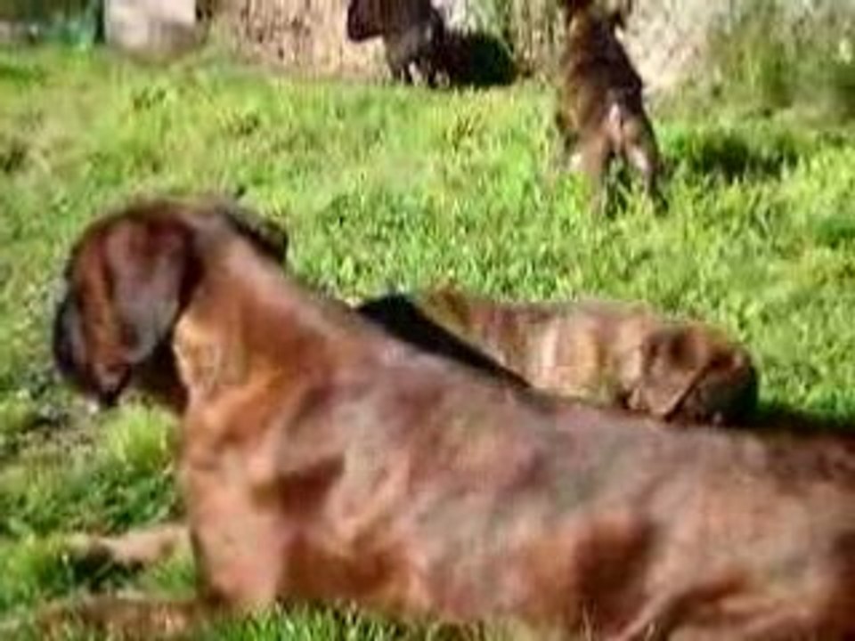 Vidéo 6 sem et Usty dans jardin le 1er mai