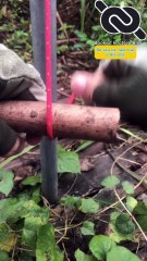 Wow, Great knot for Survival Bushcraft #knotshort