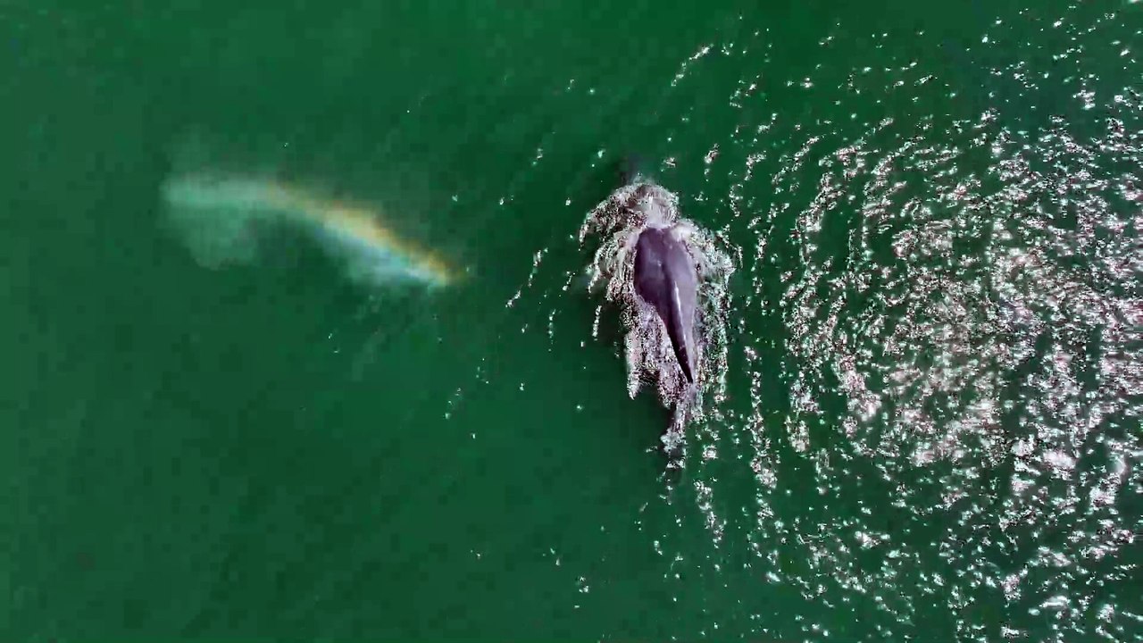 Whale With No Tail Swimming Off The Coast Of Washington State