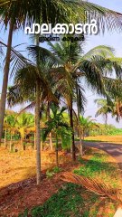 Palakkad village |village life |kerala-India