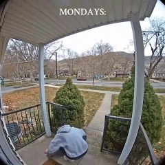 Dog Dashes Out of House When Owner Opens Door to Collect Parcel