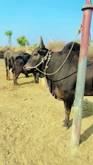 Entertainment #duet#viral video #culture