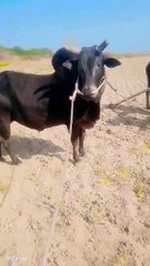 Entertainment #culture#duet # viral video