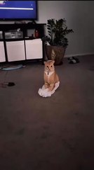 Katze jagt Laserpointer! 20250208